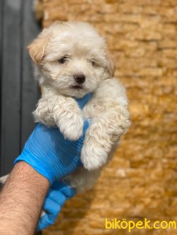 MALTİPOO BEBEKLER 1