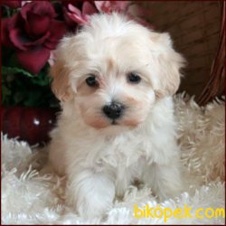 MALTIPOO BEBEKLER 3