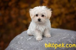 MALTIPOO BEBEKLER 1