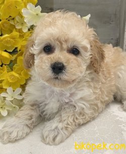 MALTIPOO BEBEKLER 2