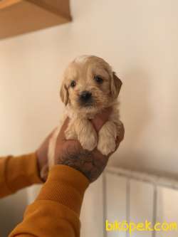 MALTİPOO BEBEKLER 3