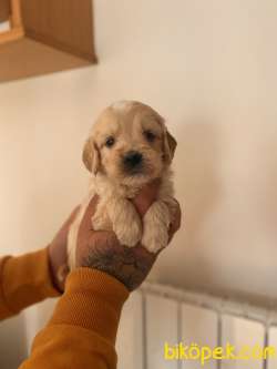MALTİPOO BEBEKLER 5