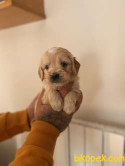 MALTİPOO BEBEKLER 2