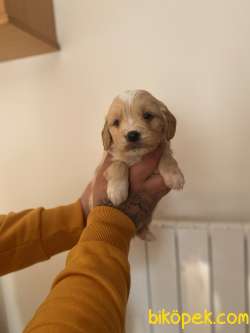MALTİPOO BEBEKLER 1