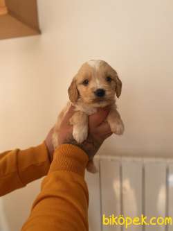 MALTİPOO BEBEKLER 4