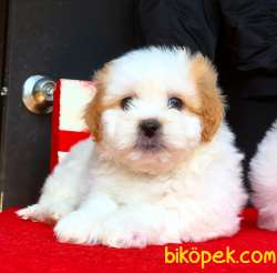 Maltipoo Bebekler 2