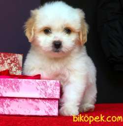 Maltipoo Bebekler 4