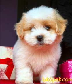 Maltipoo Bebekler 1