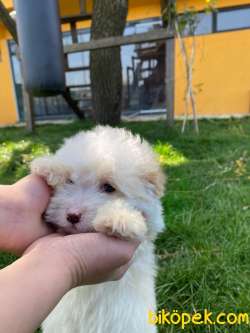 MALTIPOO BEBEKLER 3