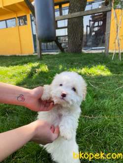 MALTIPOO BEBEKLER 1