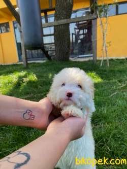 MALTIPOO BEBEKLER 2