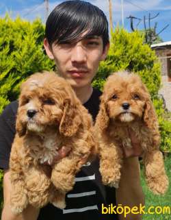 Maltipoo Bebekler Ailenizin Neşe Kaynağı 1