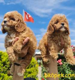 Maltipoo Bebekler Ailenizin Neşe Kaynağı 4