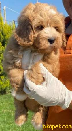 Maltipoo Bebekler Ailenizin Neşe Kaynağı 3