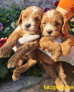 Maltipoo Bebekler Ailenizin Neşe Kaynağı 2