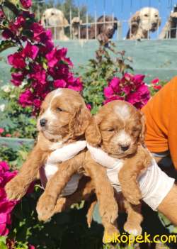 Maltipoo Bebekler Ailenizin Neşe Kaynağı 4