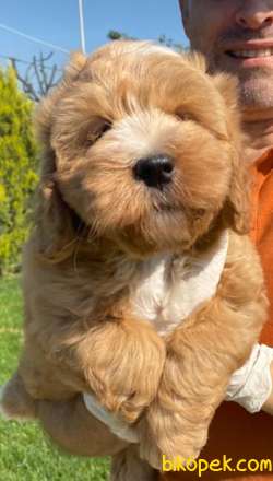 Maltipoo Bebekler Ailenizin Neşe Kaynağı 1