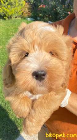 Maltipoo Bebekler Ailenizin Neşe Kaynağı 5