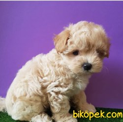 Maltipoo Bebekler Antialerjik Orjinal 3