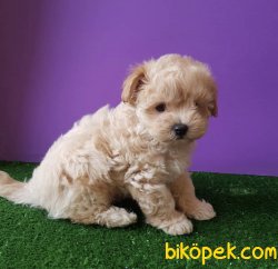 Maltipoo Bebekler Antialerjik Orjinal 4