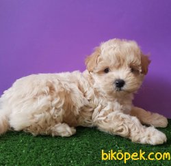 Maltipoo Bebekler Antialerjik Orjinal 2