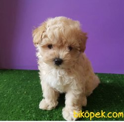 Maltipoo Bebekler Antialerjik Orjinal 1