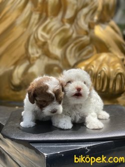 Maltipoo Bebekler Orjinal Xs Boyut 2