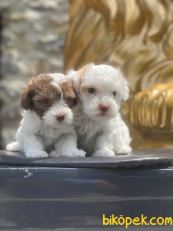 Maltipoo Bebekler Orjinal Xs Boyut 3
