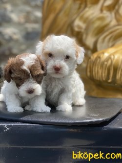 Maltipoo Bebekler Orjinal Xs Boyut 4