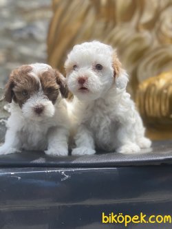 Maltipoo Bebekler Orjinal Xs Boyut 1