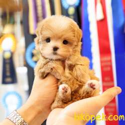 MALTIPOO BEBEKLERIM 2