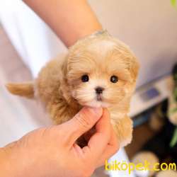 MALTIPOO BEBEKLERIM 3
