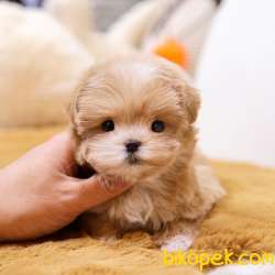MALTIPOO BEBEKLERIM 1