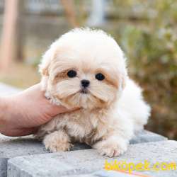 MALTIPOO BEBEKLERIM 3