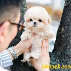 MALTIPOO BEBEKLERIM 2