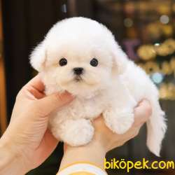 MALTIPOO BEBEKLERIM 4