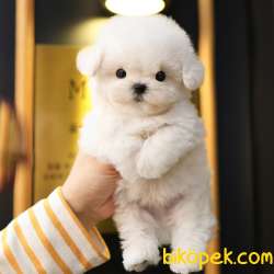 MALTIPOO BEBEKLERIM 1