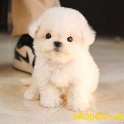 MALTIPOO BEBEKLERIM 3