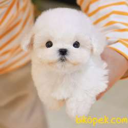 MALTIPOO BEBEKLERIM 2