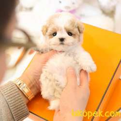 MALTIPOO BEBEKLERIM 3