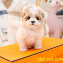 MALTIPOO BEBEKLERIM 1