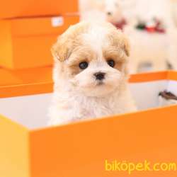 MALTIPOO BEBEKLERIM 4