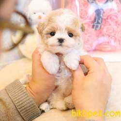 MALTIPOO BEBEKLERIM 2