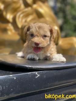 Maltipoo Bebeklerimiz 0 Numara Yavrular 2