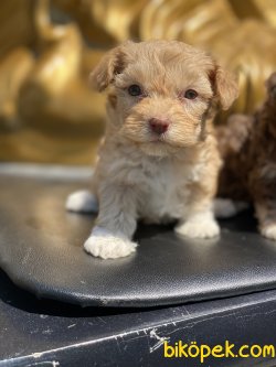 Maltipoo Bebeklerimiz 0 Numara Yavrular 3