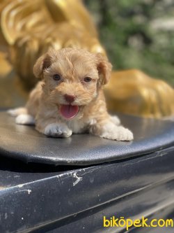 Maltipoo Bebeklerimiz 0 Numara Yavrular 1
