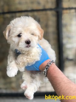 MALTİPOO BEBEKLERİMİZ 3