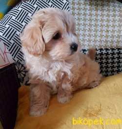 MALTİPOO BEBEKLERİMİZ 3