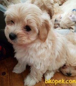 MALTİPOO BEBEKLERİMİZ 2