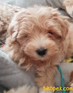 MALTİPOO BEBEKLERİMİZ 1